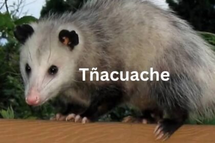 All About the Tnacuache: The Elusive Mammal of Central and South America